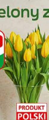 Tulipany