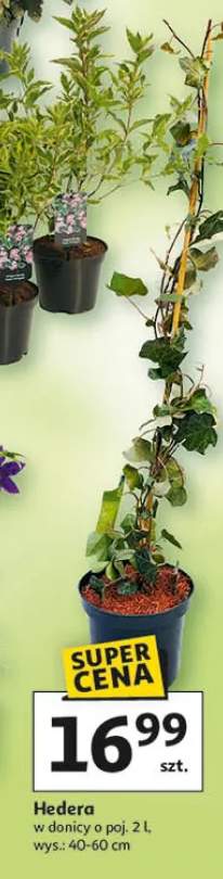 hedera