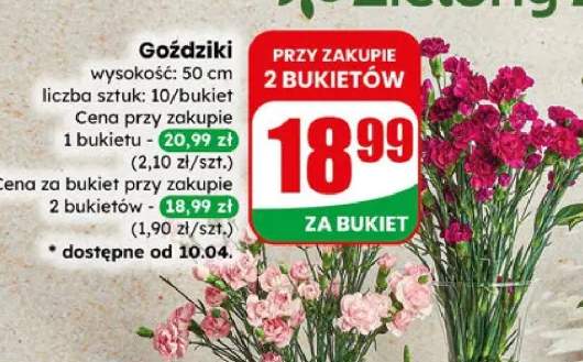 Goździki wysokość: 50 cm liczba sztuk: 10/bukiet