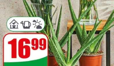 Aloes doniczka 12 cm wysokość: 30 cm