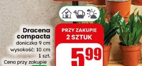 Dracena compacta doniczka 9 cm wysokość: 10 cm
