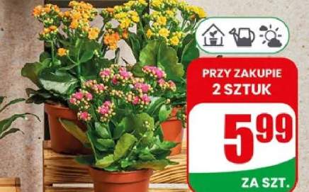 Kalanchoe doniczka 10,5 cm wysokość: 20 cm