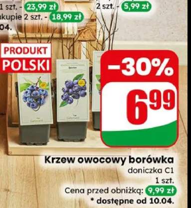 Krzew owocowy borówka doniczka C1