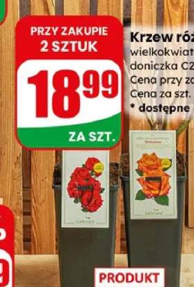 Krzew róża wielkokwiatowa, pnąca, rabatowa doniczka C2