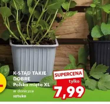 mięta