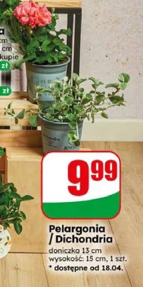 Pelargonia / Dichondria