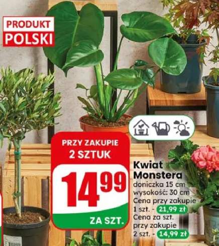 Kwiat Monstera