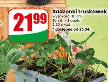 Sadzonki truskawek