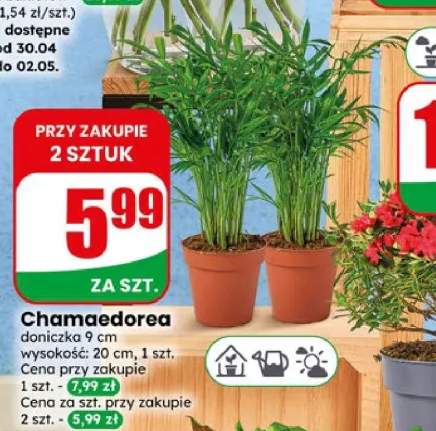 Chamaedorea doniczka 9cm wysokość 20cm