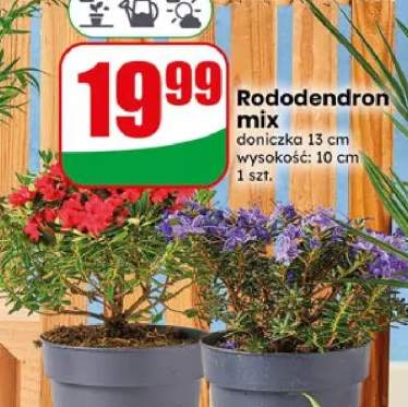 Rododendron mix doniczka 13cm wysokość 10cm