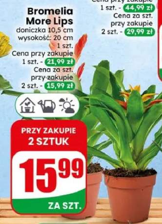 Bromelia More Lips doniczka 10,5cm wysokość 20cm