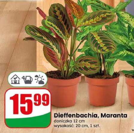 Maranta doniczka 12cm wysokość 20cm