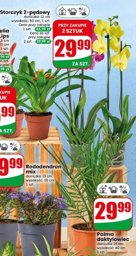 Palma daktylowiec doniczka 14cm wysokość 60cm