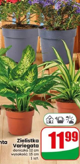 Zielistka Variegata doniczka 12cm wysokość 15cm