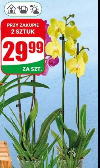 Storczyk 2-pędowy doniczka 12cm wysokość 50cm
