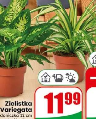 Zielistka Variegata doniczka 12cm wysokość 15cm
