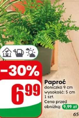 Paproć doniczka 9cm wysokość 5cm
