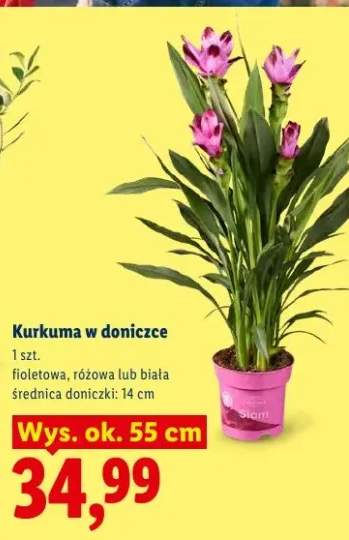 kwiaty doniczkowe
