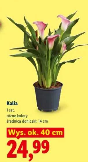 kalia