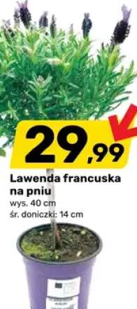 lawenda