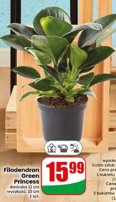 Filodendron Green Princess doniczka 11cm wysokość 25cm
