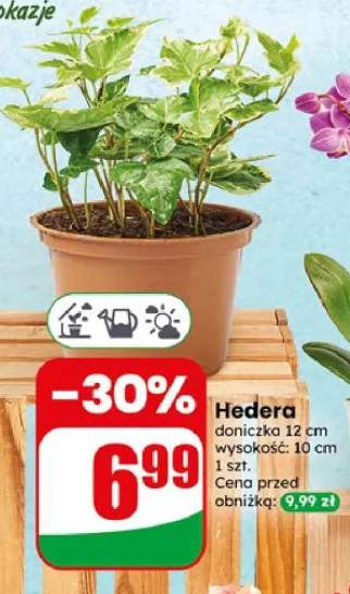 Hedera doniczka 12cm wysokość 10cm