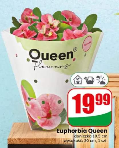 Euphorbia Queen flowers doniczka 10,5cm wysokość 20cm