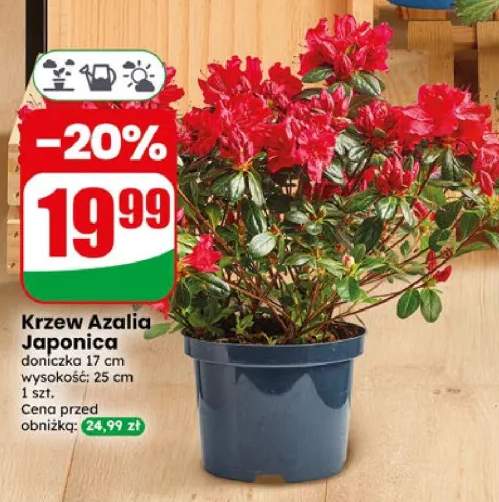 Krzew Azalia Japonica doniczka 17cm wysokość 25cm
