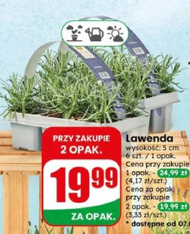 Lawenda doniczka wysokość 5cm 6szt/opak