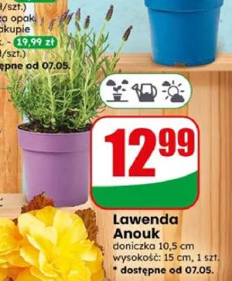 Lawenda Anouk doniczka 10,5cm wysokość 15cm