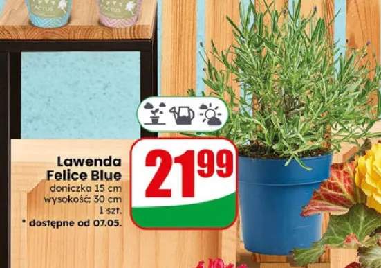 Lawenda Felice Blue doniczka 15cm wysokość 30cm
