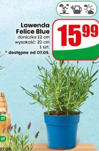 Lawenda Felice Blue doniczka 12cm wysokość 20cm