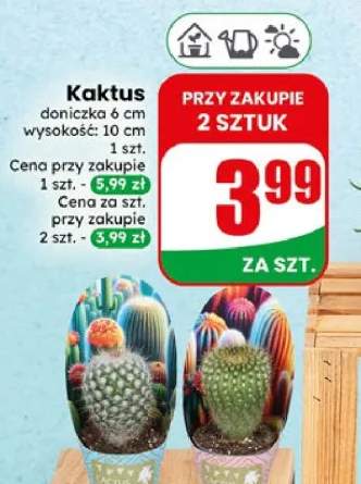 Kaktus doniczka 6cm wysokość 10cm