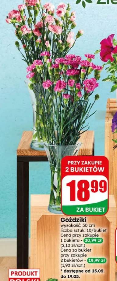 Goździki wysokość: 50cm 10-pak