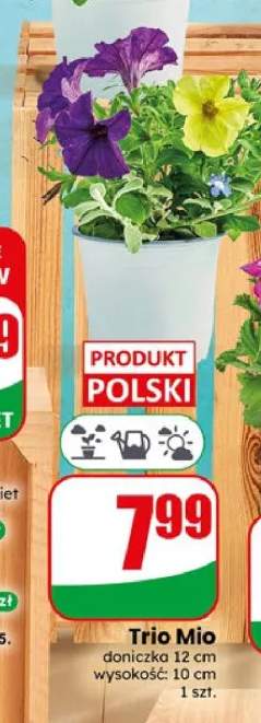 Trio Mio doniczka 12cm wysokość: 10cm