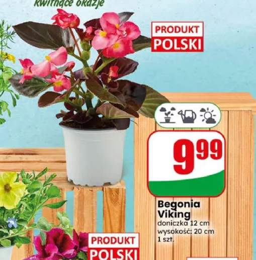 Begonia Viking doniczka 12cm wysokość: 20cm