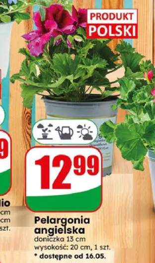 Pelargonia angielska doniczka 13cm wysokość: 20cm
