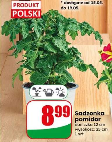 Sadzonka pomidor doniczka 12cm wysokość: 25cm