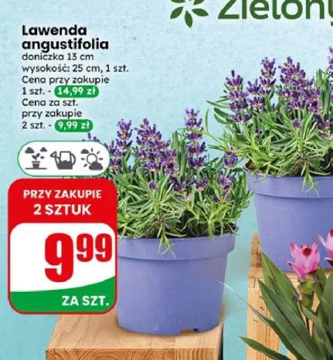 Lawenda angustifolia doniczka 13cm wysokość 25cm