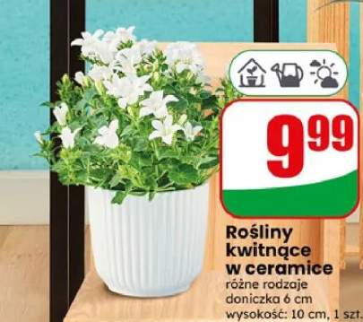 Rośliny kwitnące w ceramice doniczka 6cm wysokość 10cm