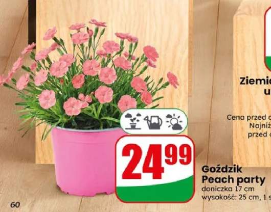 Goździk Peach party doniczka 17cm wysokość 25cm