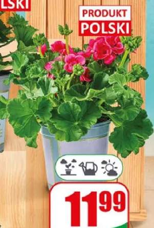 Pelargonia Pretty Little doniczka 13cm wysokość: 20cm