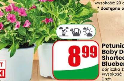 Petunia Amore doniczka 12cm wysokość: 10cm