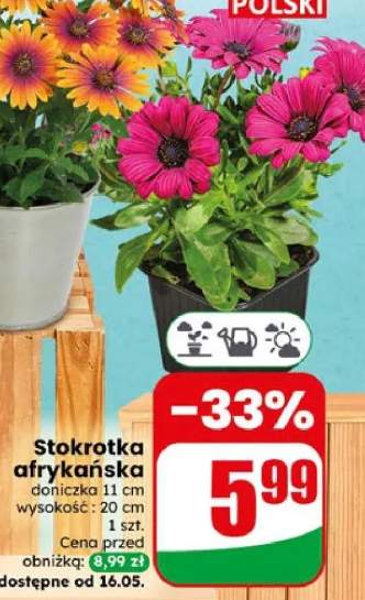 Stokrotka afrykańska doniczka 11cm wysokość 20cm