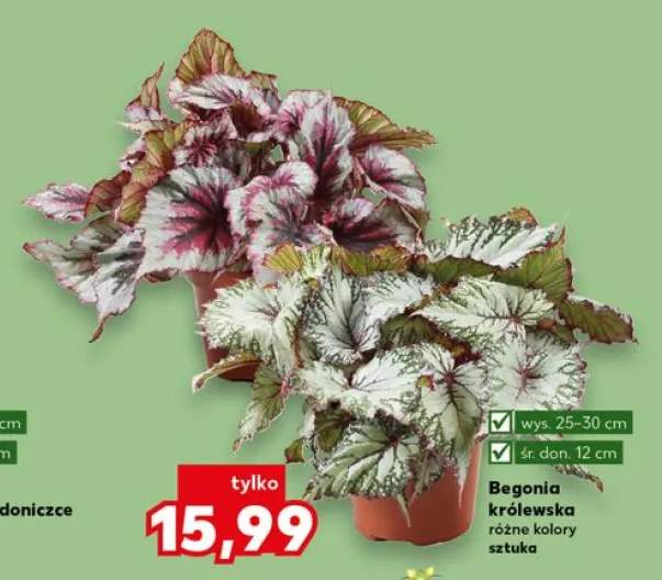 begonia