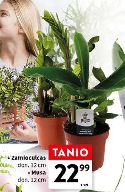 Zamioculcas