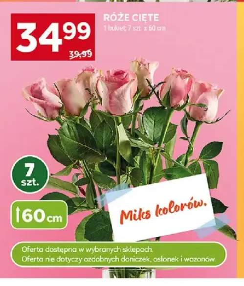 róża cięta