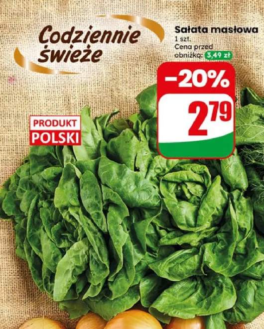 Sałata masłowa polska