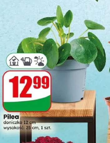 Pilea doniczka 12cm wysokość 25cm