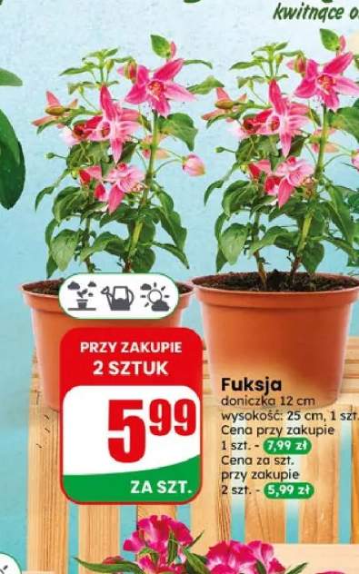Fuksja doniczka 12cm wysokość 25cm